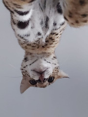 Zeus looking at you 2.jpg