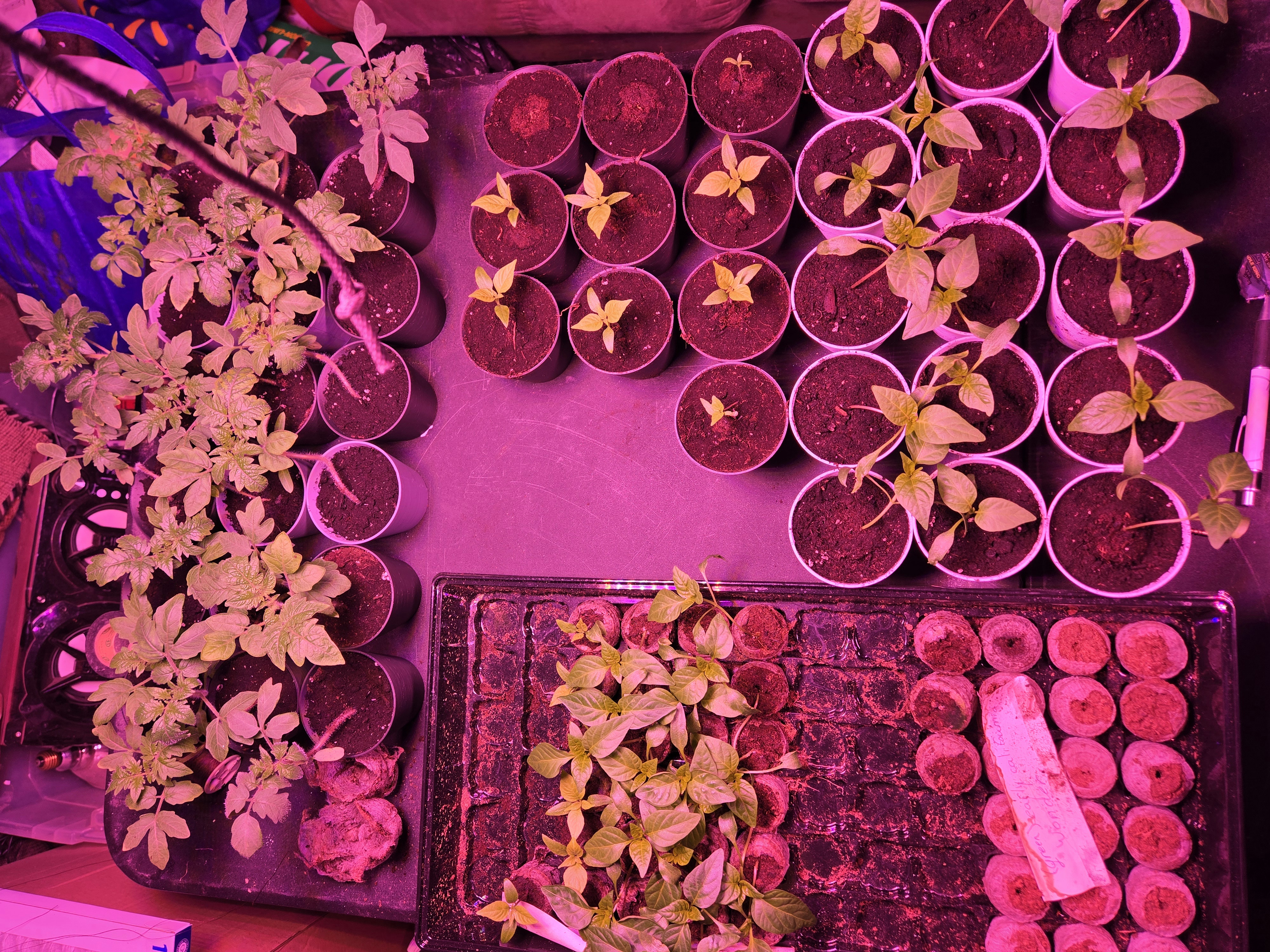 plants